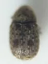 Trigonorhinus alternatus - photo 4