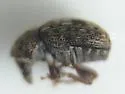 Trigonorhinus alternatus - photo 5