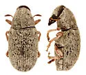 Trigonorhinus griseus