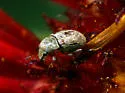 Trigonorhinus griseus - photo 4