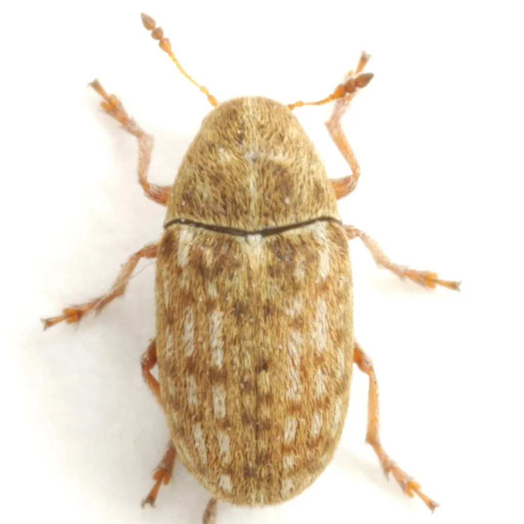 Trigonorhinus limbatus