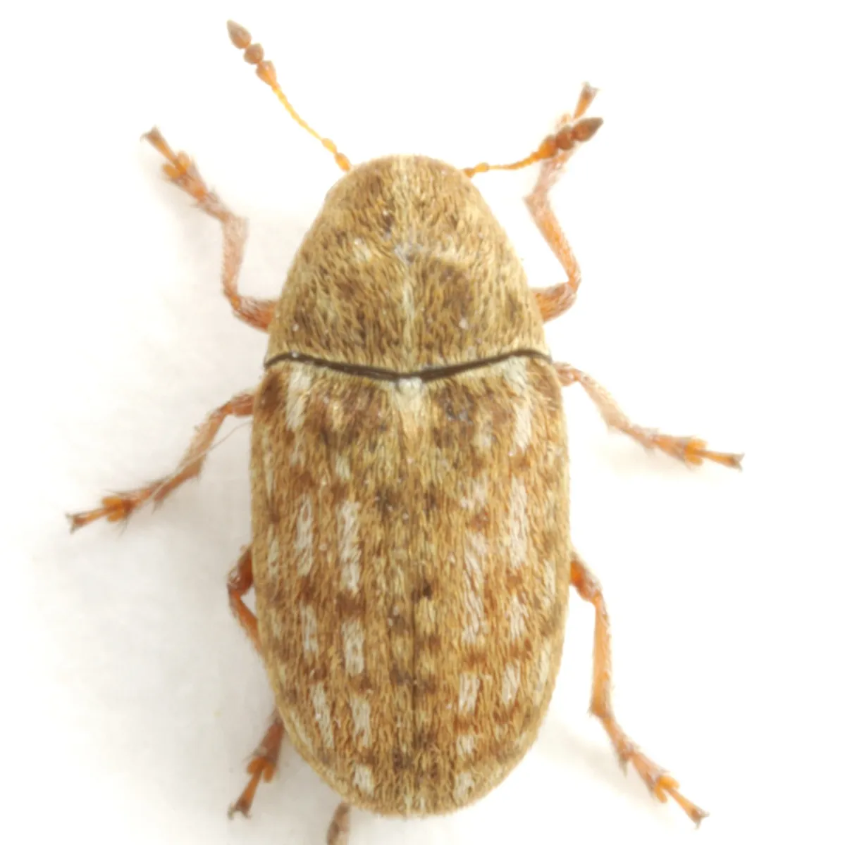 Trigonorhinus limbatus - photo 2