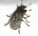 Trigonorhinus riddelliae
