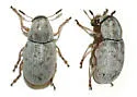Trigonorhinus riddelliae - photo 2