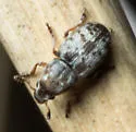 Trigonorhinus rotundatus - photo 2