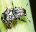 Trigonorhinus rotundatus - photo 3