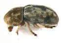 Trigonorhinus rotundatus - photo 4