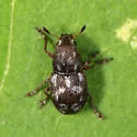 Trigonorhinus rotundatus - photo 5