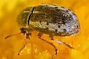 Trigonorhinus sp-one-nm - photo 2