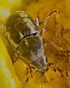 Trigonorhinus sp-one-nm - photo 3