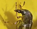 Trigonorhinus sp-one-nm - photo 4