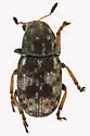 Trigonorhinus sticticus - photo 2