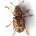 Trigonorhinus sticticus - photo 3
