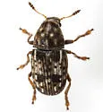 Trigonorhinus sticticus - photo 4