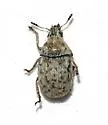 Trigonorhinus tomentosus