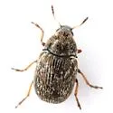Trigonorhinus tomentosus - photo 2