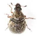 Trigonorhinus tomentosus - photo 3