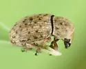 Trigonorhinus tomentosus - photo 4