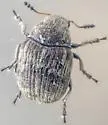 Trigonorhinus tomentosus - photo 5