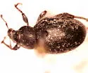 Trigonoscuta cruzi