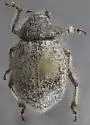 Trigonoscuta miguelensis