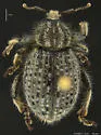Trigonoscuta nicolana