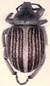 Trigonoscutoides texanus - photo 2