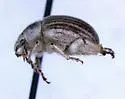 Trigonoscutoides texanus - photo 3