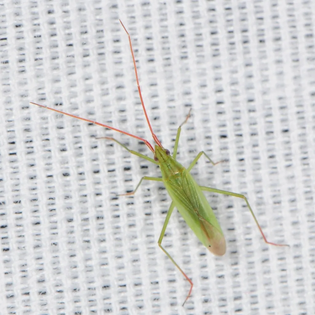 Trigonotylus caelestialium - photo 2