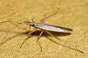 Trigonotylus pulcher