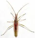 Trigonotylus pulcher - photo 2