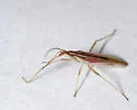 Trigonotylus pulcher - photo 3