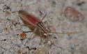 Trigonotylus pulcher - photo 4