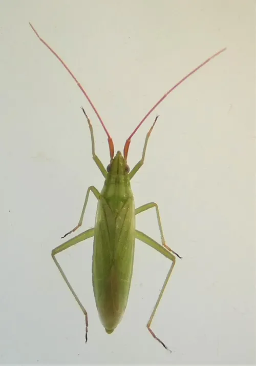 Trigonotylus ruficornis