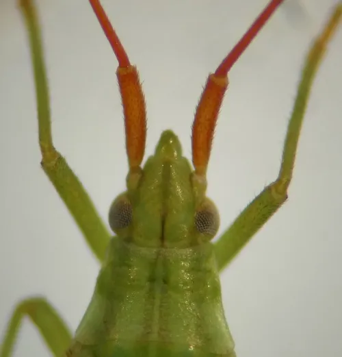 Trigonotylus ruficornis - photo 2