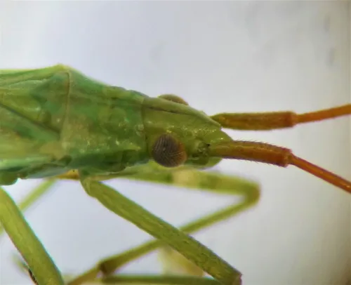 Trigonotylus ruficornis - photo 3