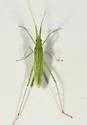 Trigonotylus uhleri