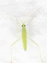 Trigonotylus uhleri - photo 2