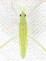 Trigonotylus uhleri - photo 3