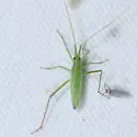 Trigonotylus uhleri - photo 4