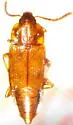 Trigonurus crotchi