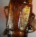 Trigonurus crotchi - photo 2