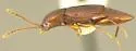 Trigonurus edwardsi - photo 3