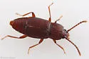 Trigonurus rugosus