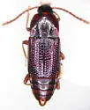 Trigonurus sharpi