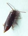 Trigonurus sharpi - photo 3