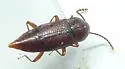 Trigonurus sharpi - photo 4