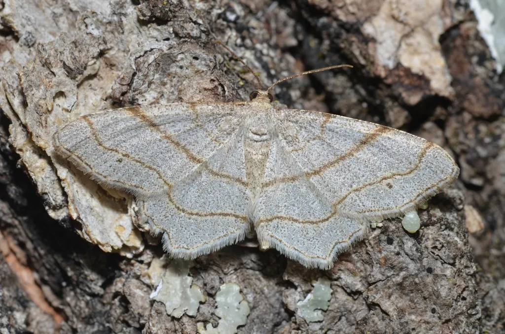 Four-spotted Angle - Hodges#6360 - photo 2