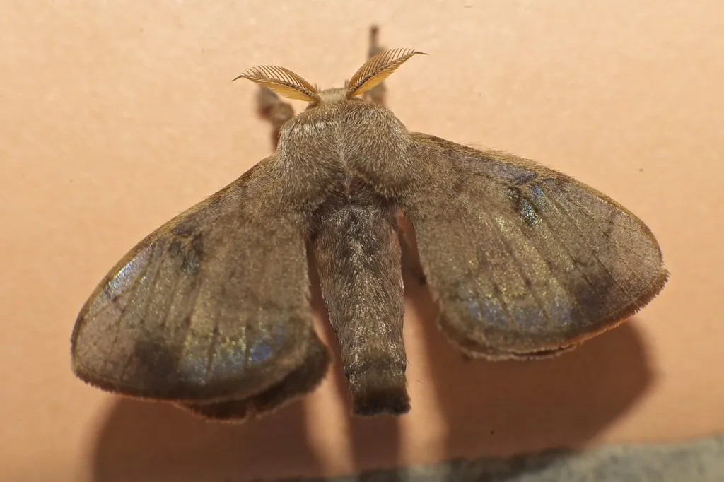 Greenish Silk-Moth - photo 2