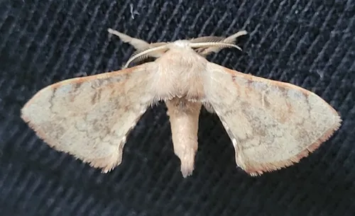 Greenish Silk-Moth - photo 5